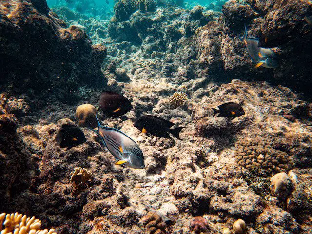 undersea view of swimming fish