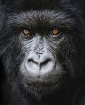 face of gorilla