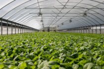 field of plants in greenhouse