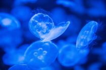 jellyfish in blue water with a blue background