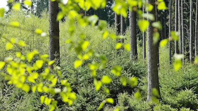 selective focus of plants