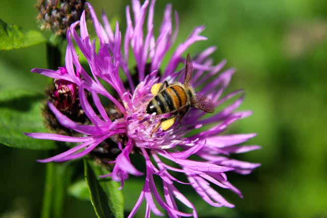 bee pollinating vibrant purple flower close up