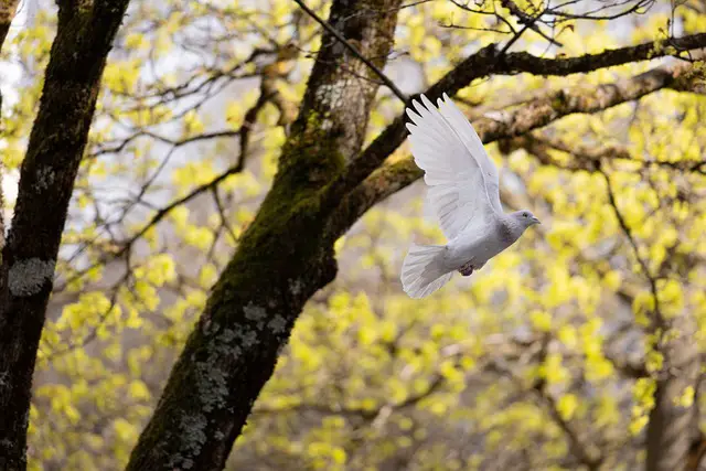 bird dove peace animal flying