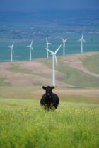 cow in front of wind turbines in green field