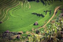 dragon shaped structure in lush green rice field