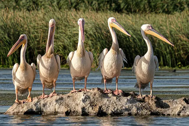 great white pelicans birds rock