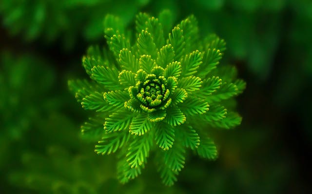 green leafed plant selective focus photography