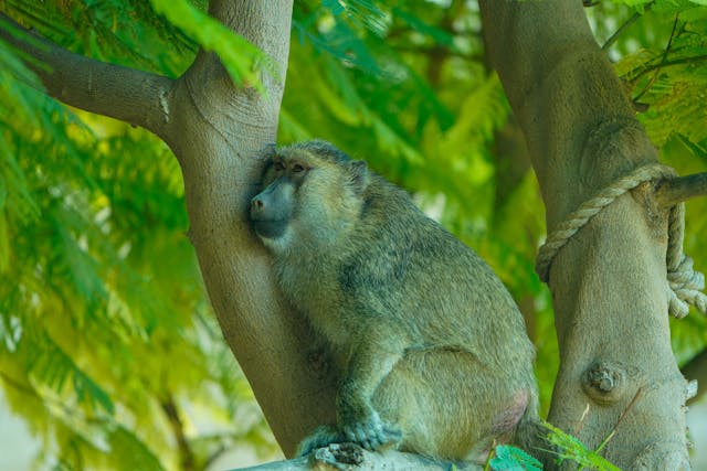 olive baboon resting in tree canopy