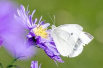 pieris rapae