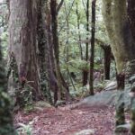 a forest filled with lots of trees and plants