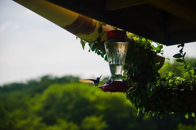 a hummingbird flying away from a hummingbird feeder