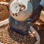 organic peanut trade in zaria market