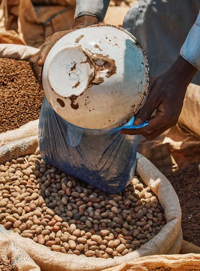 organic peanut trade in zaria market