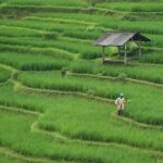 rice field paddy field agriculture