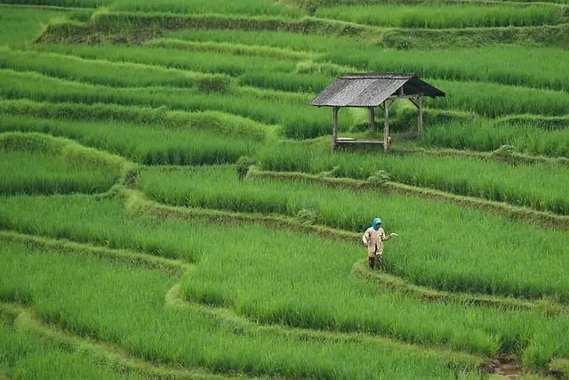 rice field paddy field agriculture