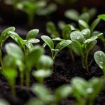 seedlings soil spring flowers bloom