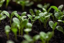 seedlings soil spring flowers bloom