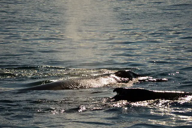 whales sun ocean sea antarctica