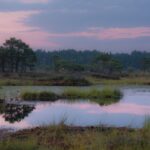 a pond surrounded by tall grass and trees