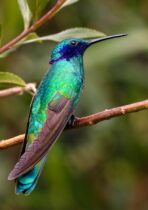 blue and green bird on top of brown branch during daytime