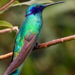 blue and green bird on top of brown branch during daytime