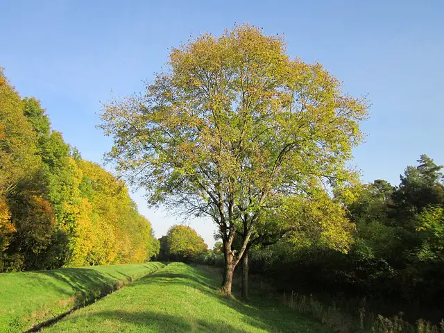 fraxinus excelsior ash european ash