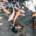 koi fishes and turtle on water