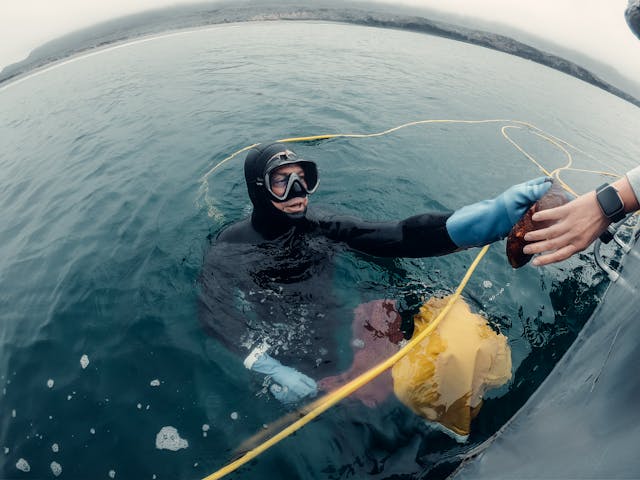 man in black wet suit holding a sea urchin