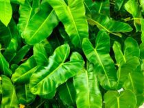 nature leaves plant fresh green