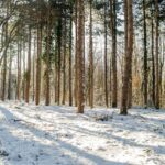 panorama of evergreen young forests on the mountain fruska gora covered with strength