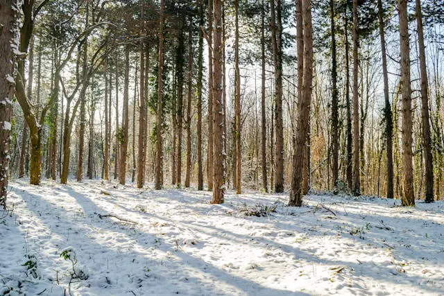 panorama of evergreen young forests on the mountain fruska gora covered with strength