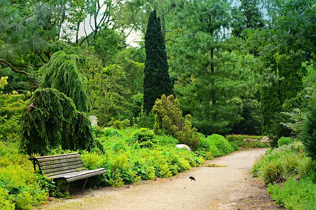 park path bench conifer garden