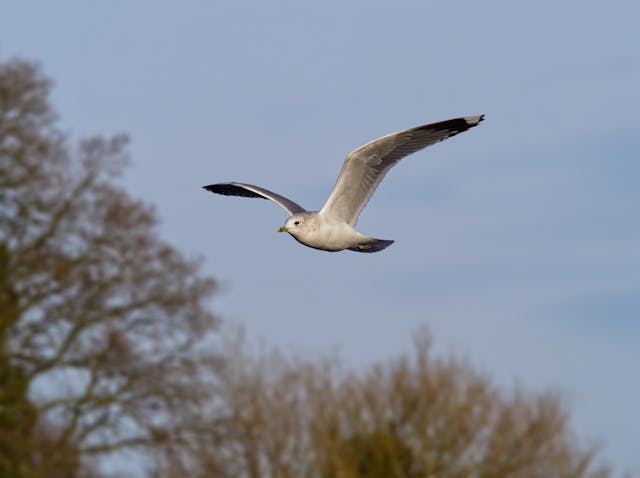 seagull soaring over northern ireland forest