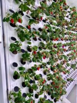 vertical strawberry garden with hydroponics system