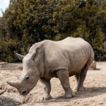 white rhino in the nature reserve