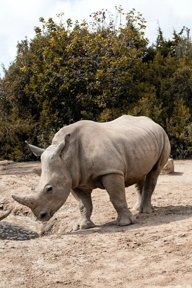 white rhino in the nature reserve