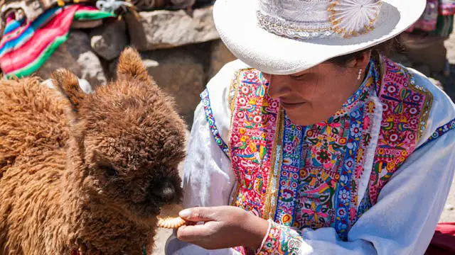 woman feeding a brown baby alpaca