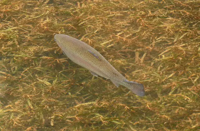 a fish that is laying on the ground