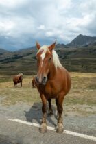 a horse standing on the side of a road