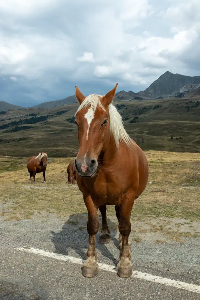 a horse standing on the side of a road