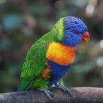 colorful rainbow lorikeet perched on branch