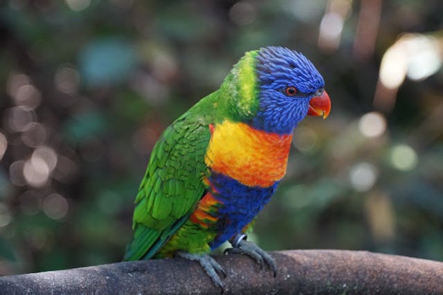 colorful rainbow lorikeet perched on branch