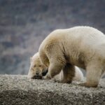 polar bears in natural habitat on rocky terrain