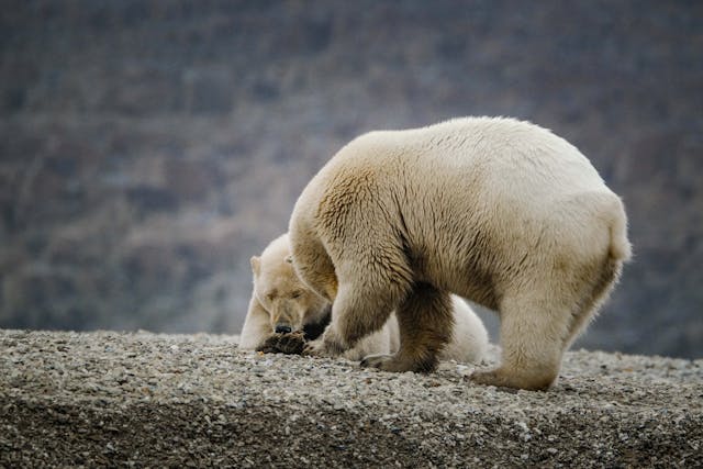 polar bears in natural habitat on rocky terrain