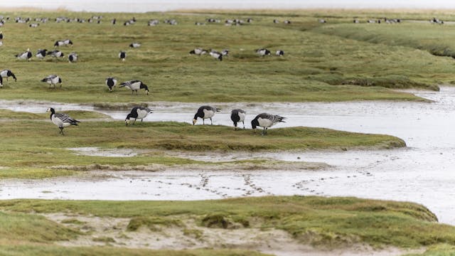 punt van reide nature reserve in the north of the netherlands with a lot of birds