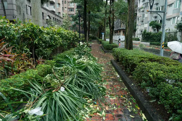 typhoon aftermath in taipei park