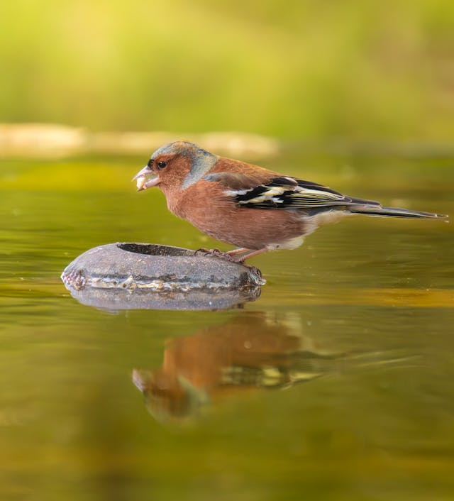 chaffinch perched on rock by a pond